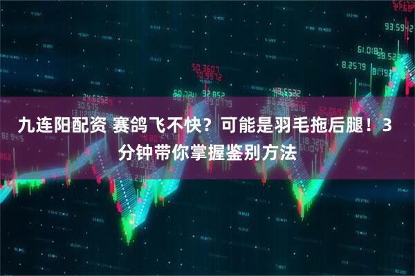 九连阳配资 赛鸽飞不快？可能是羽毛拖后腿！3 分钟带你掌握鉴别方法